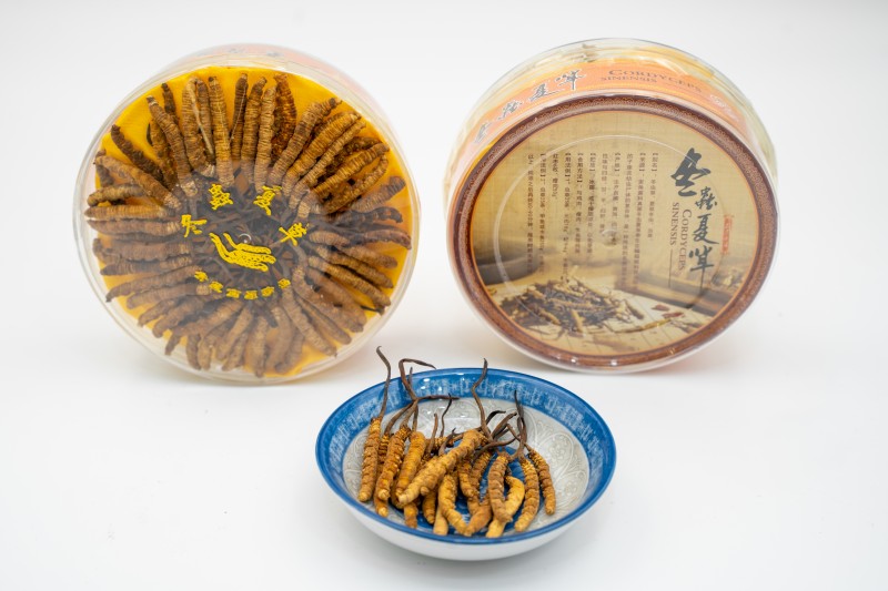 西藏冬蟲夏草